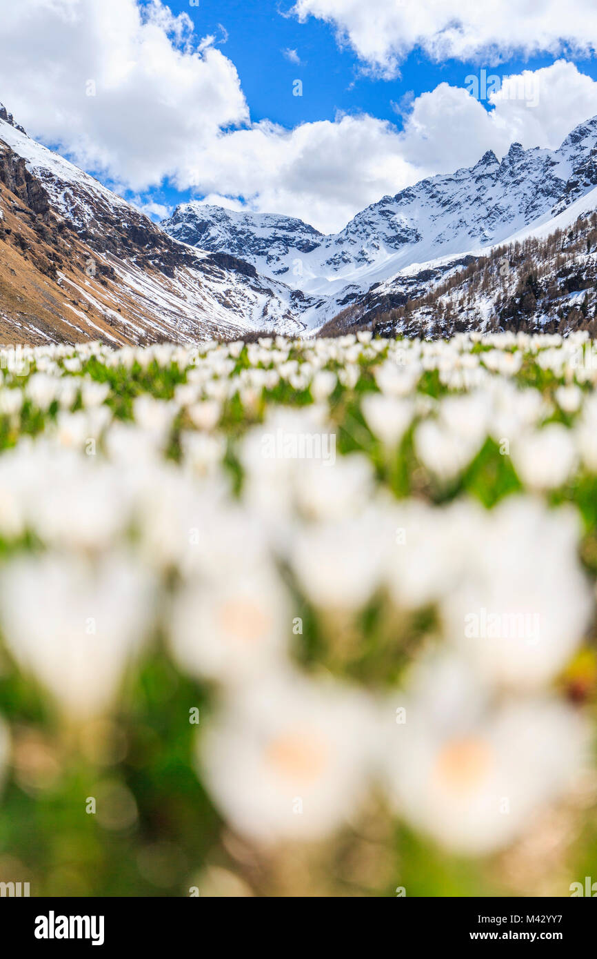 Lombardia, Italia, la Valtellina, fiori sulla Val Grosina, sullo sfondo delle cime Redasco, Provenza di Sondrio Foto Stock