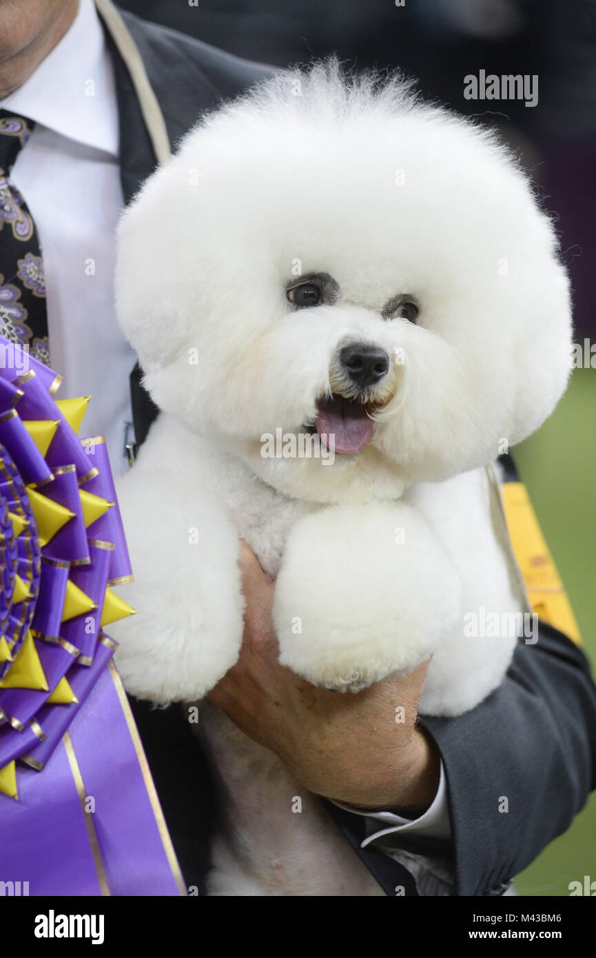 New York, Stati Uniti d'America. Il 13 febbraio, 2018. Handler Bill McFadden mostra Flynn, un bichon frise, il best in show la concorrenza durante la 142Westminster Kennel Club Dog Show il 13 febbraio 2018 al Madison Square Garden di New York. Credito: Erik Pendzich/Alamy Live News Foto Stock