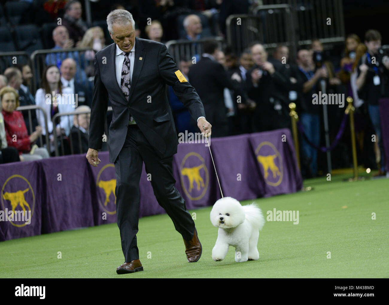 New York, Stati Uniti d'America. Il 13 febbraio, 2018. Handler Bill McFadden mostra Flynn, un bichon frise, il best in show la concorrenza durante la 142Westminster Kennel Club Dog Show il 13 febbraio 2018 al Madison Square Garden di New York. Credito: Erik Pendzich/Alamy Live News Foto Stock