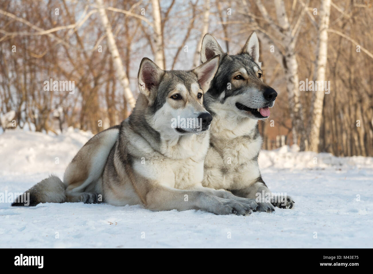 Bella maschio e femmina di Saarloos wolfhound in winter park Foto Stock