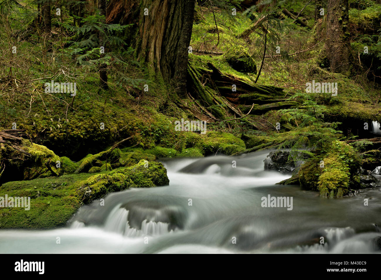 WA13392-00...WASHINGTON - Grande Fiume Quilcene lungo la Grande Quilcene Trail nel deserto Buckhorn della Olympic National Forest. Foto Stock