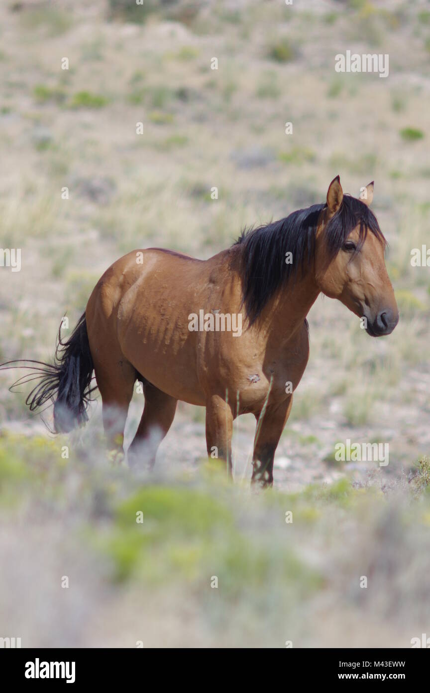 Wild Horse visto in Utah occidentale. Foto Stock