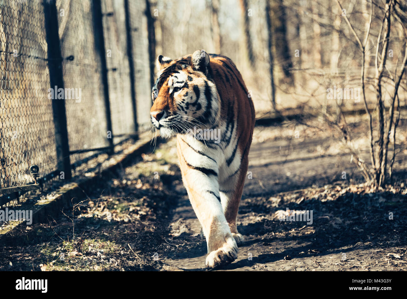 Ritratto di grande Tiger passeggiate in foresta Foto Stock