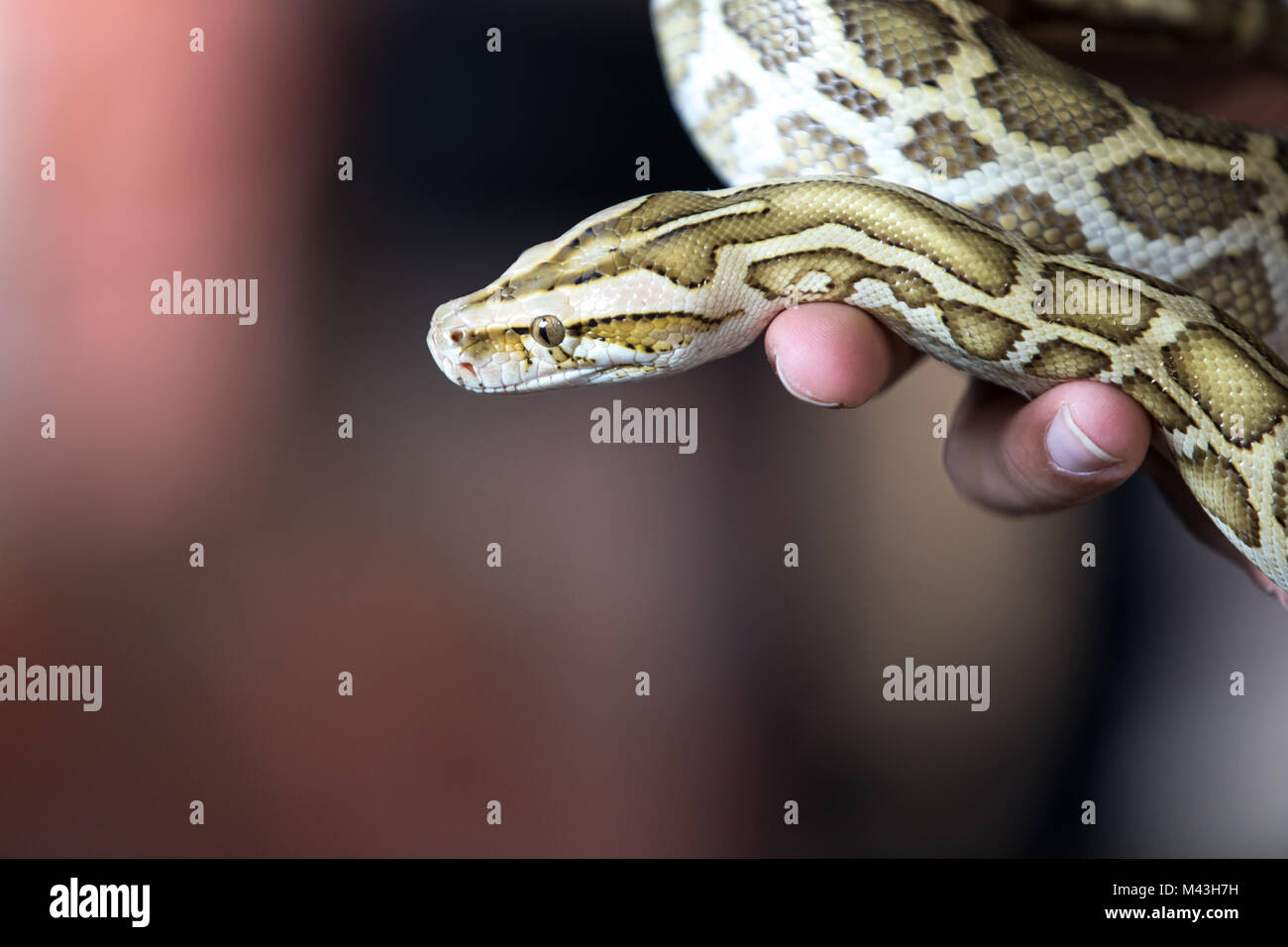 Close-up ritratto di una giovane modello giallo birmano (Python Python bivittatus) tenuto in mano. Dubai, EAU. Foto Stock