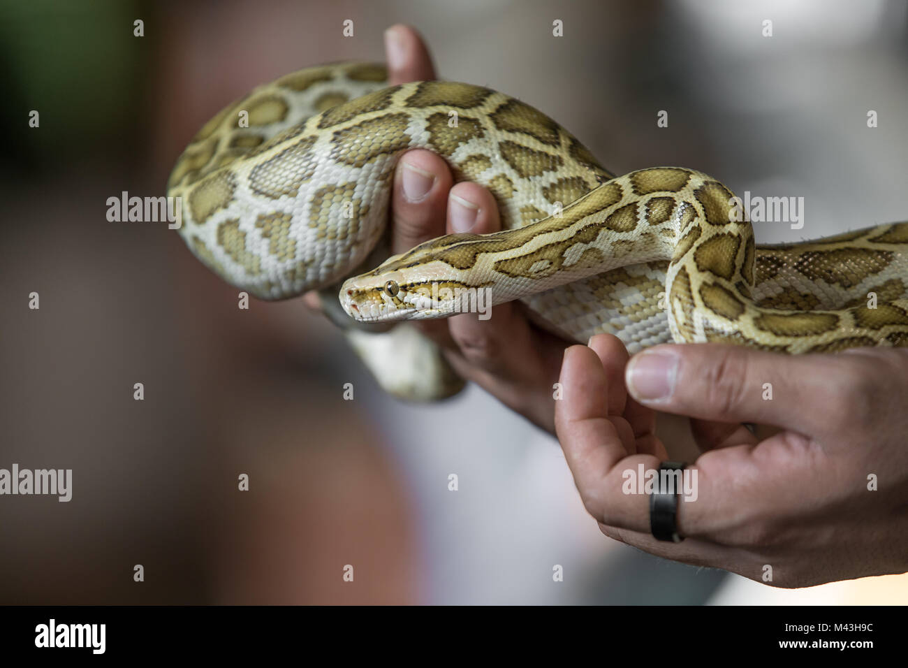 Close-up ritratto di una giovane modello giallo birmano (Python Python bivittatus) tenuto in mano. Dubai, EAU. Foto Stock
