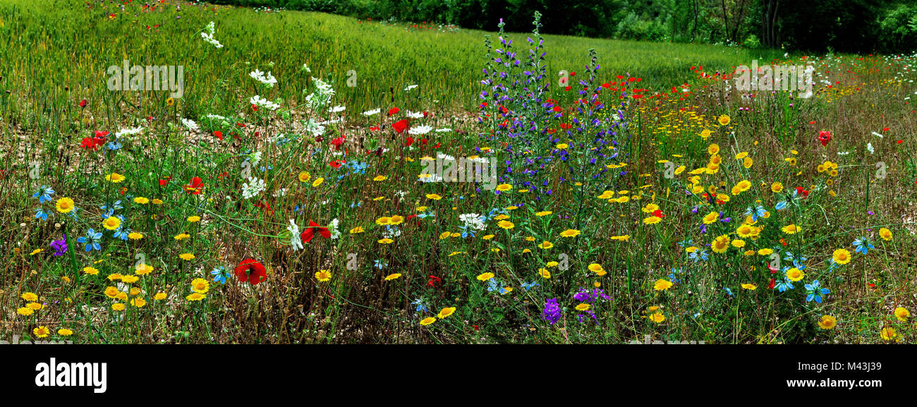 scena tranquilla di prati colorati con vari fiori selvatici e, dietro, campo di grano verde. Abruzzo, Italia, europa Foto Stock