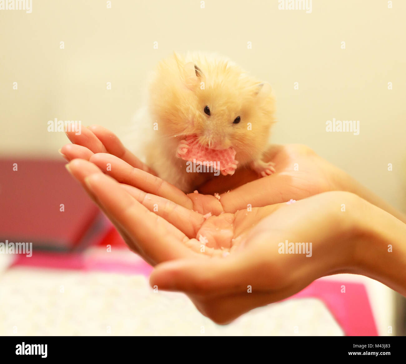 Vista Frontale Della Cute Di Colore Arancione E Bianco O Siriano Criceto Dorato Mesocricetus Auratus Mangiando Snack Alimentare Sulla Mano Della Ragazza Facendo Attenzione Misericordia Pet Domestici Foto Stock Alamy Vista Frontale Della Cute Di Colore Arancione E Bianco O Siriano Criceto Dorato Mesocricetus Auratus Mangiando Snack Alimentare Sulla Mano Della Ragazza Facendo Attenzione Misericordia Pet Domestici Foto Stock Alamy