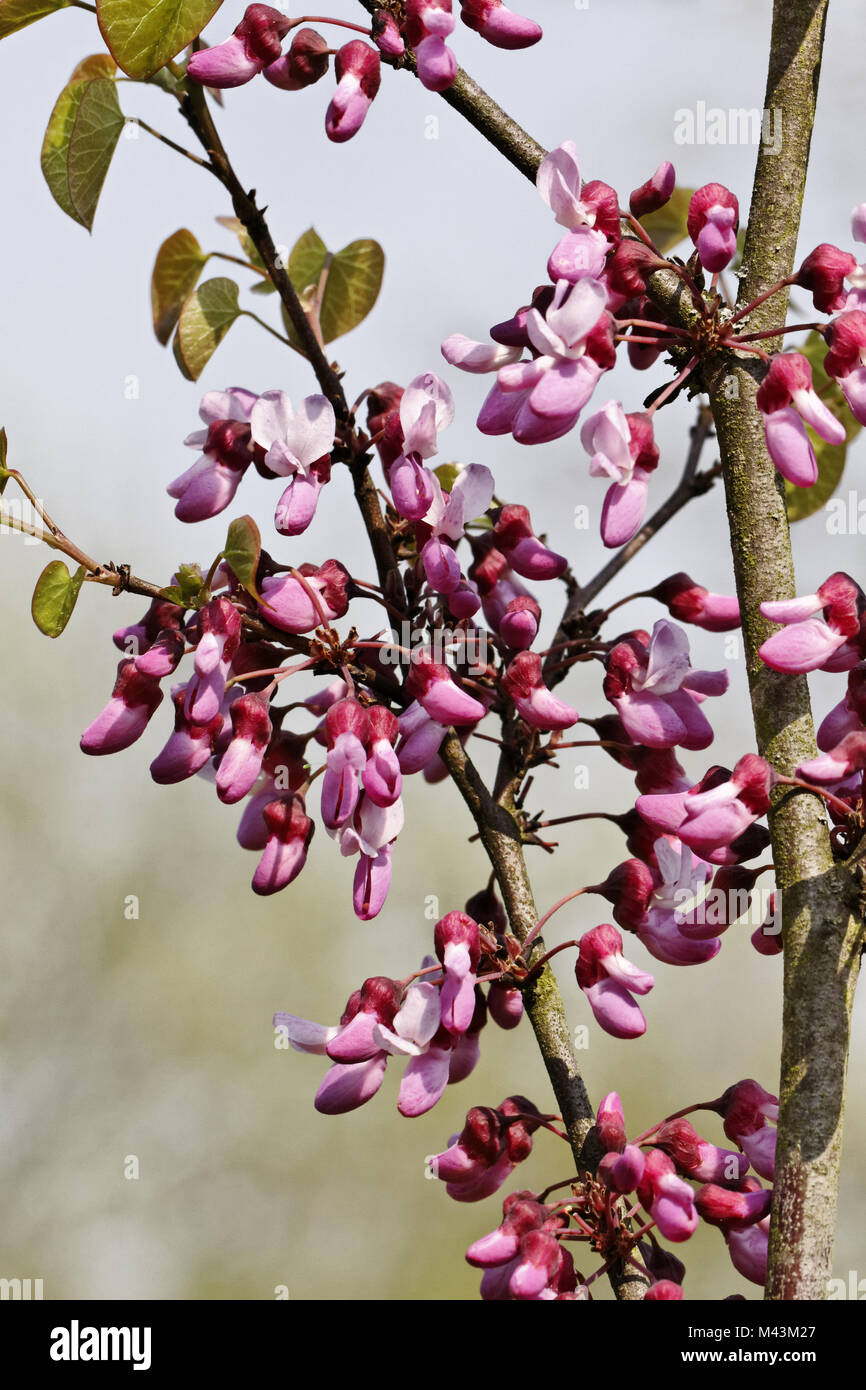 Cercis occidentalis, canadensis, Western Redbud Foto Stock