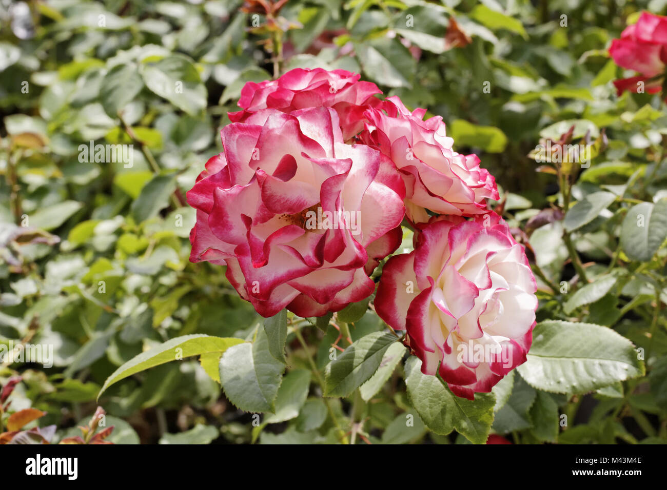 Rosa Jubile du Prince de Monaco, Polyantha rose Foto Stock