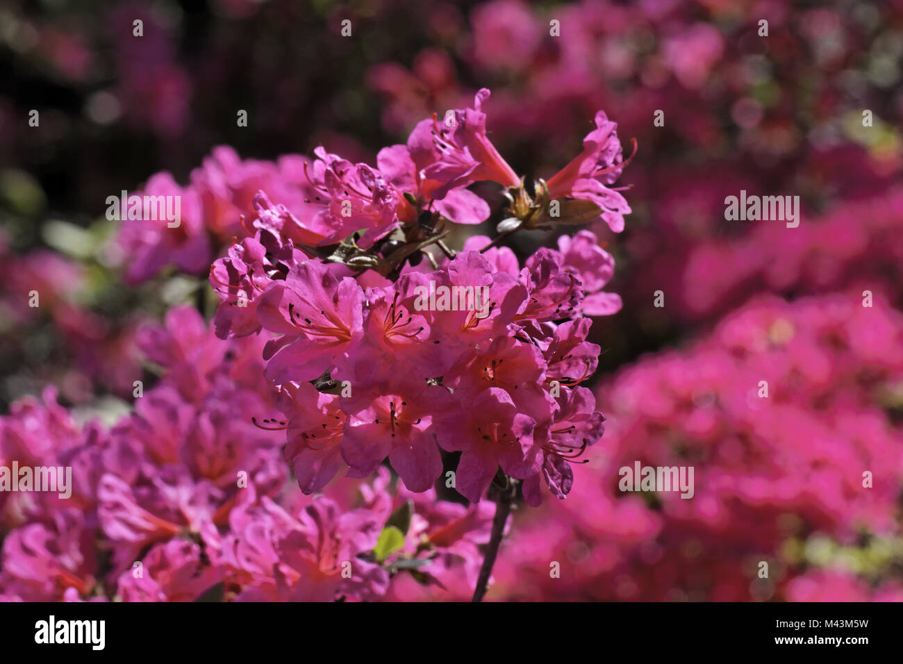 Rhododendron japonicum, Madame van Hecke, Azalea Foto Stock