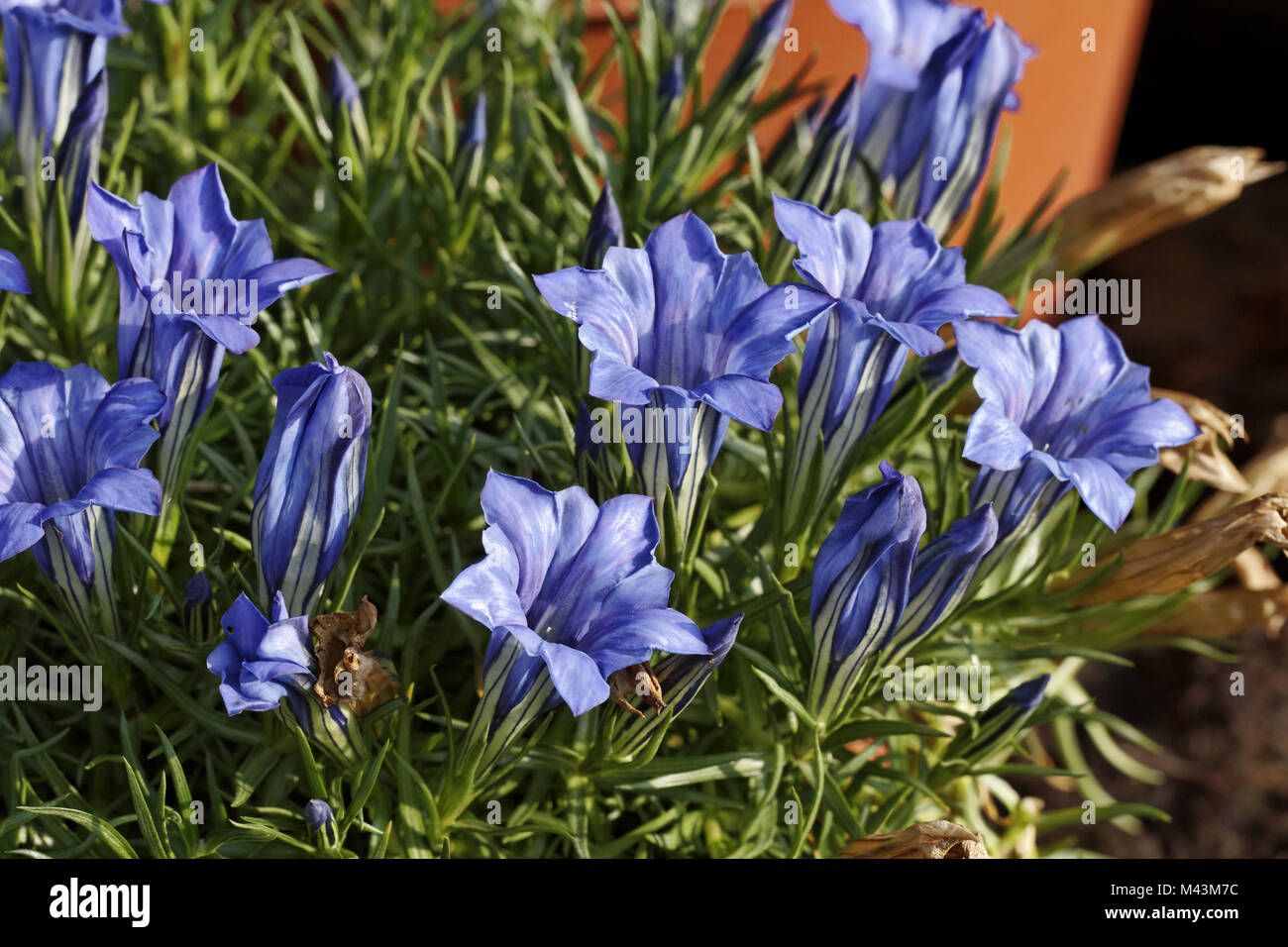 Gentiana sino-ornata Eugens Allerbeste', Genziana Foto Stock