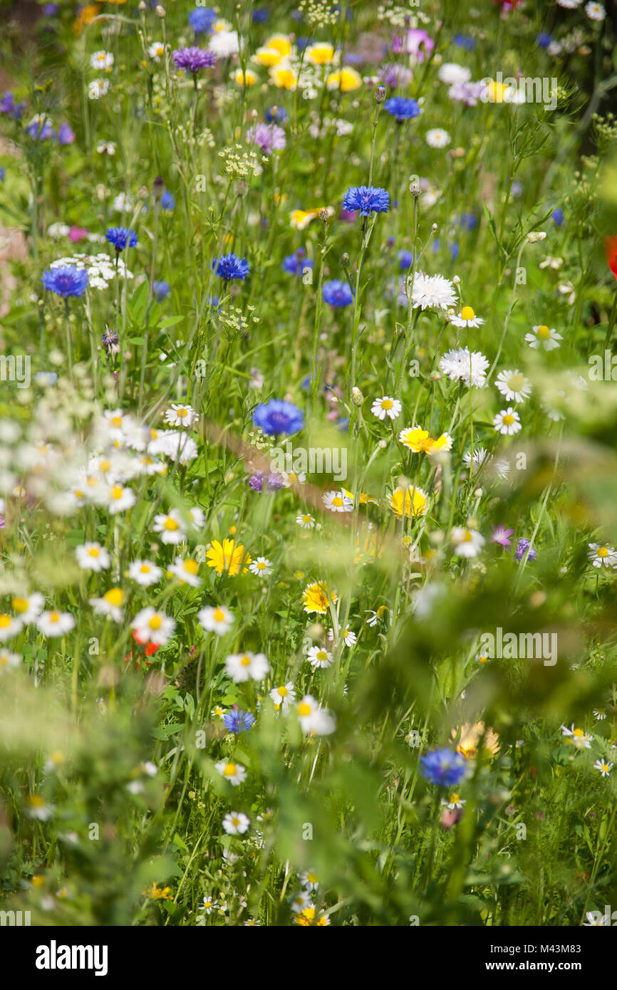 Estate fiori selvatici Foto Stock
