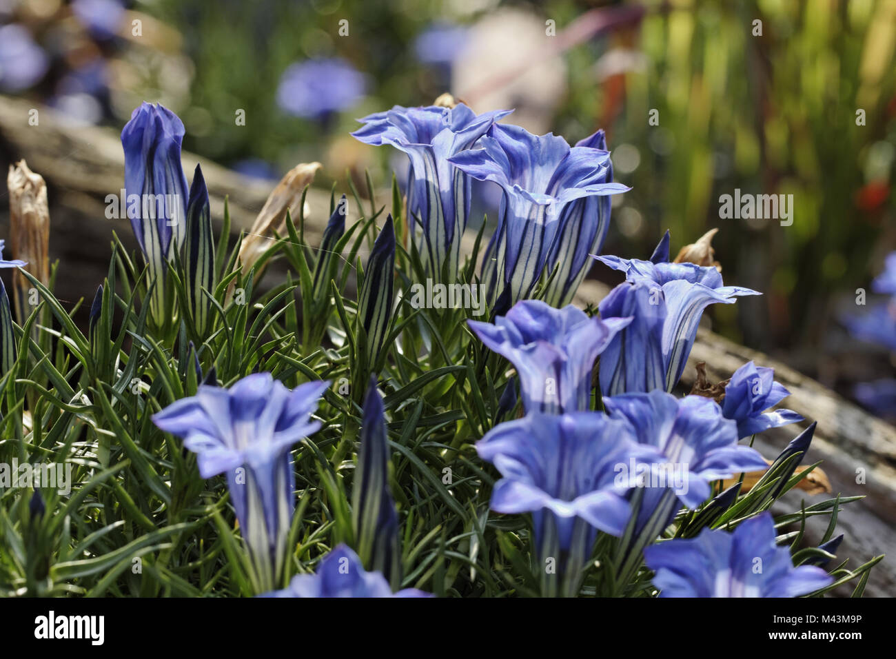 Gentiana sino-ornata, Autunno Genziana, Cinese G. Foto Stock
