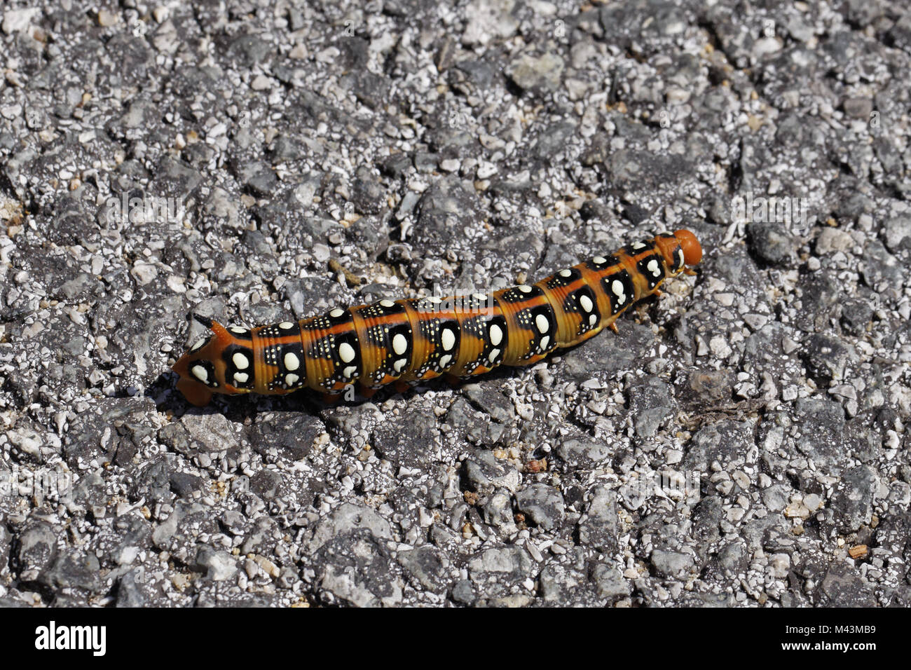 Hyles euphorbiae, Euforbia Hawkmoth (caterpillar) Foto Stock