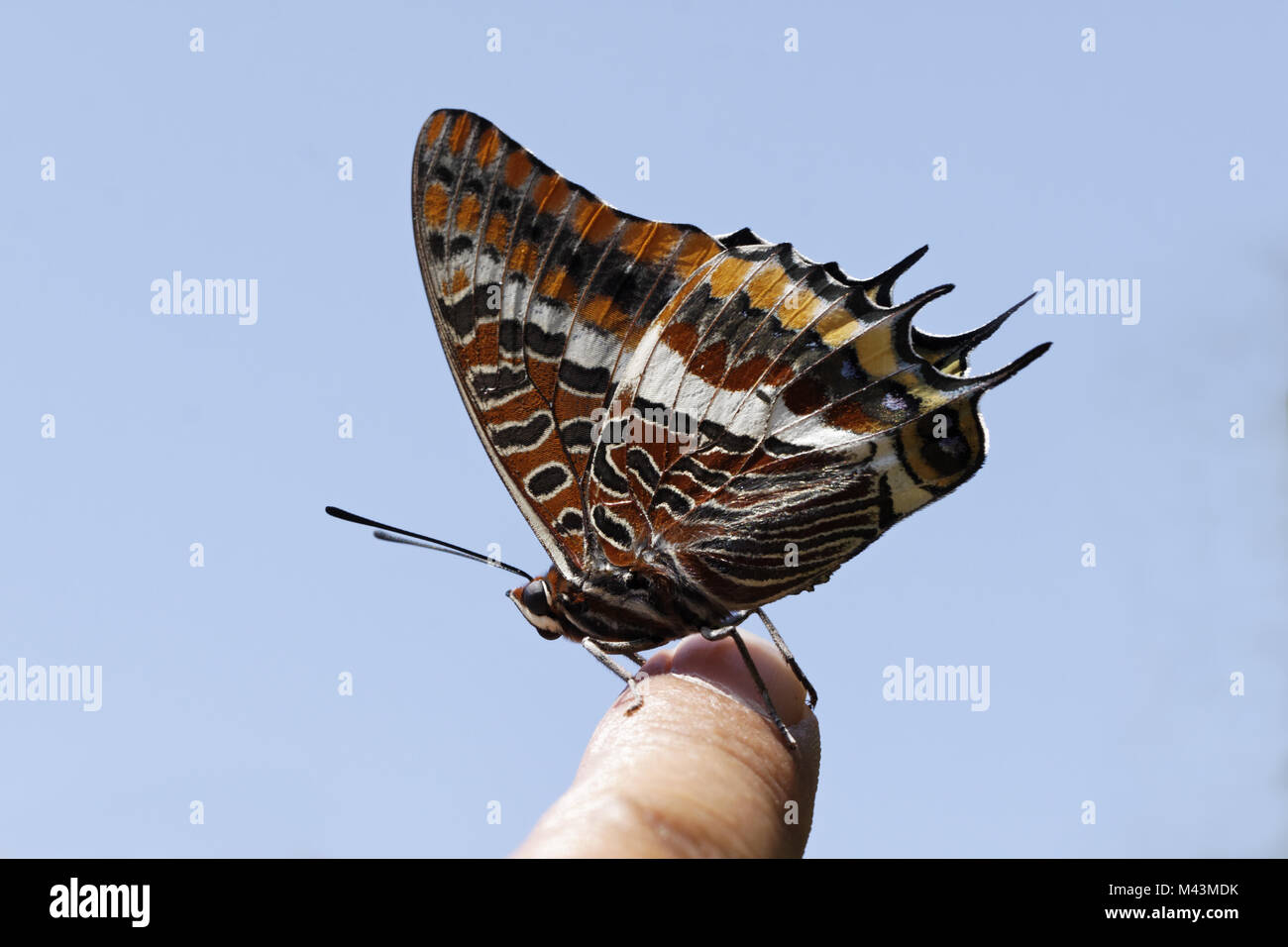 Jasius Charaxs, due-tailed Pasha, Foxy imperatore Foto Stock