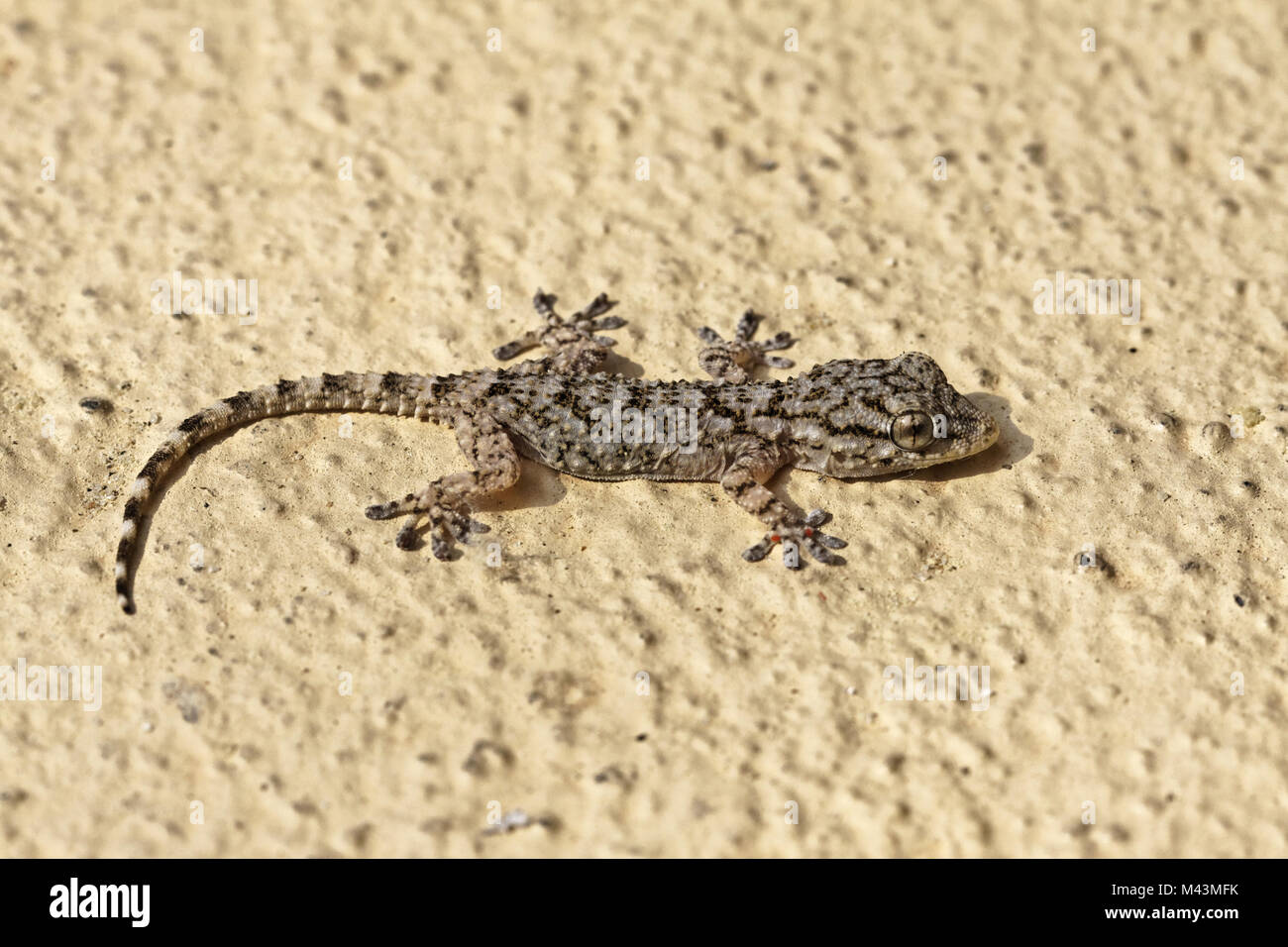 Hemidactylus turcicus, turco Gecko, Casa Gecko Foto Stock
