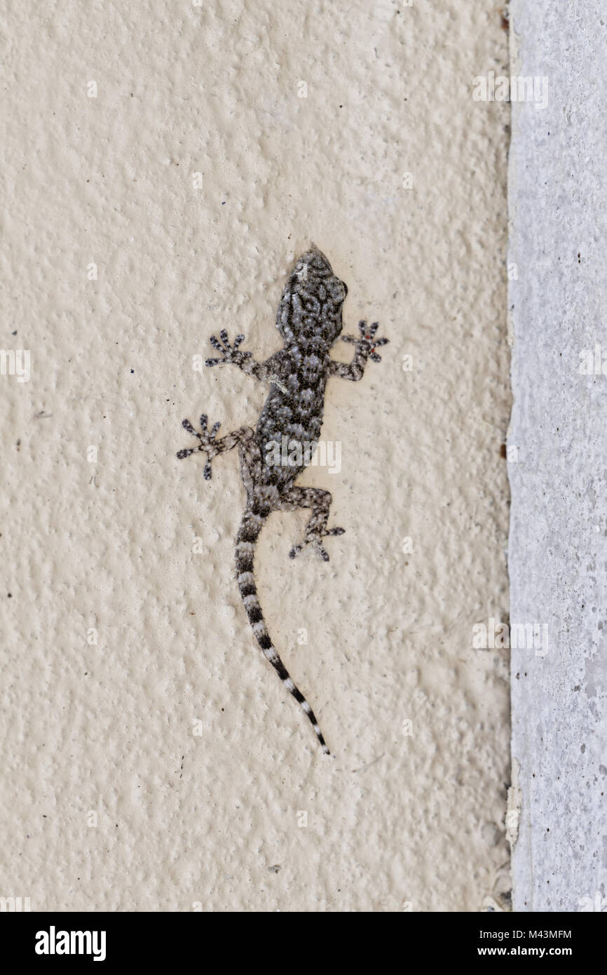 Hemidactylus turcicus, turco Gecko, Casa Gecko Foto Stock