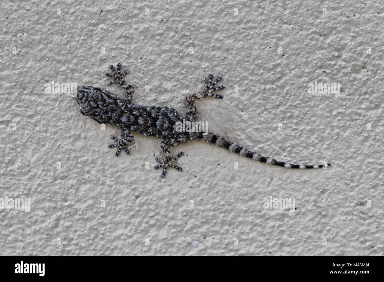 Hemidactylus turcicus, Mediterranean House Gecko Foto Stock