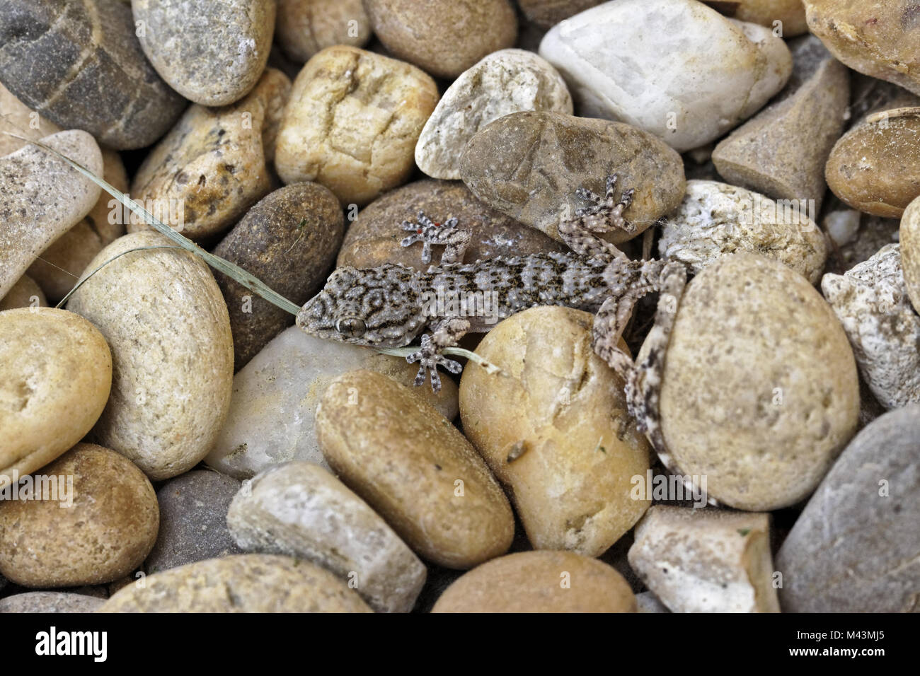Hemidactylus turcicus, turco Gecko, Casa Gecko Foto Stock