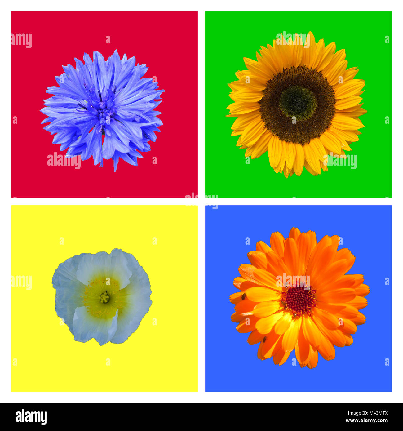 Quattro fiori su diversi sfondi colorati Foto Stock