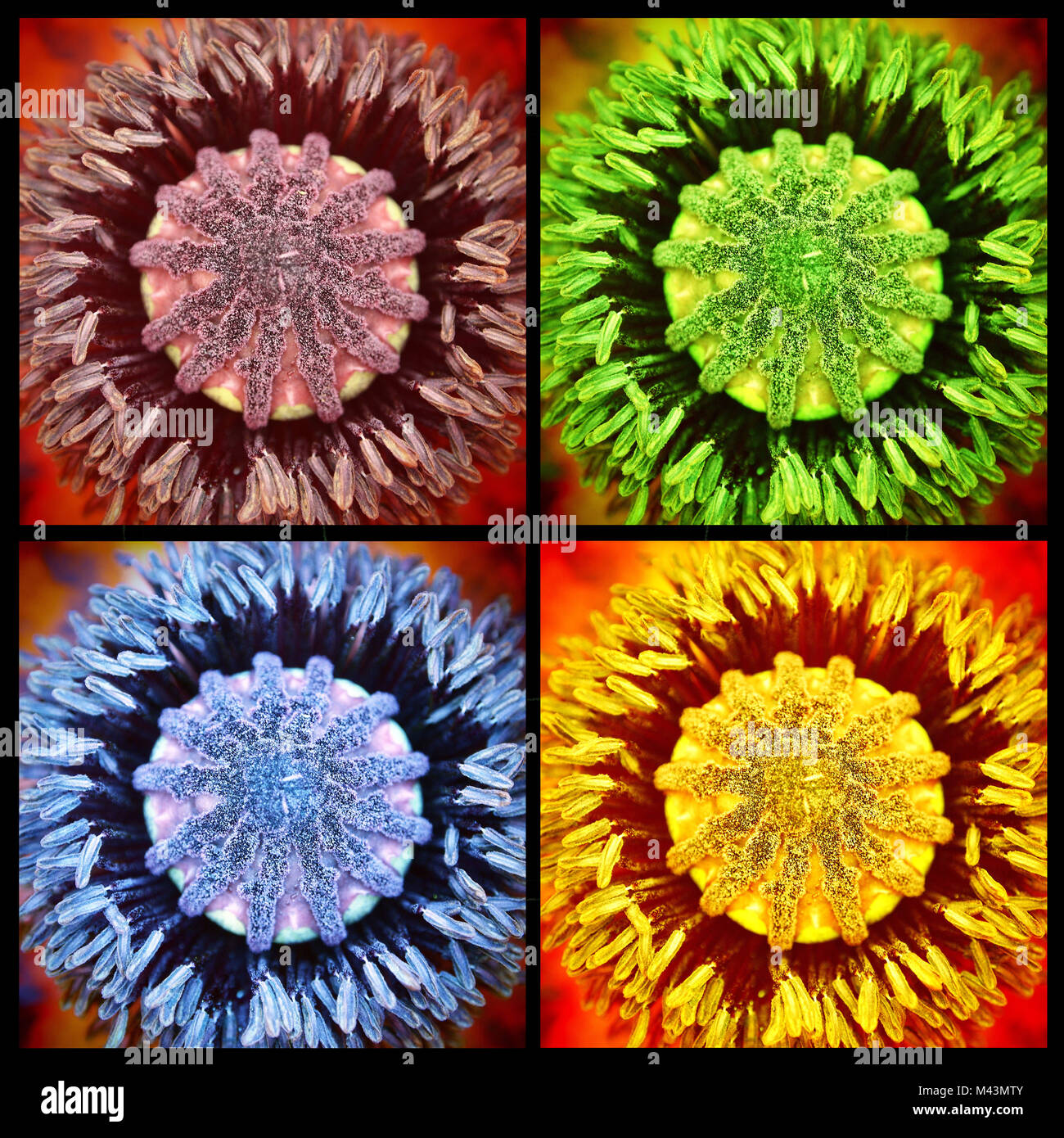 Fiore di quattro colori pop-art styl Foto Stock
