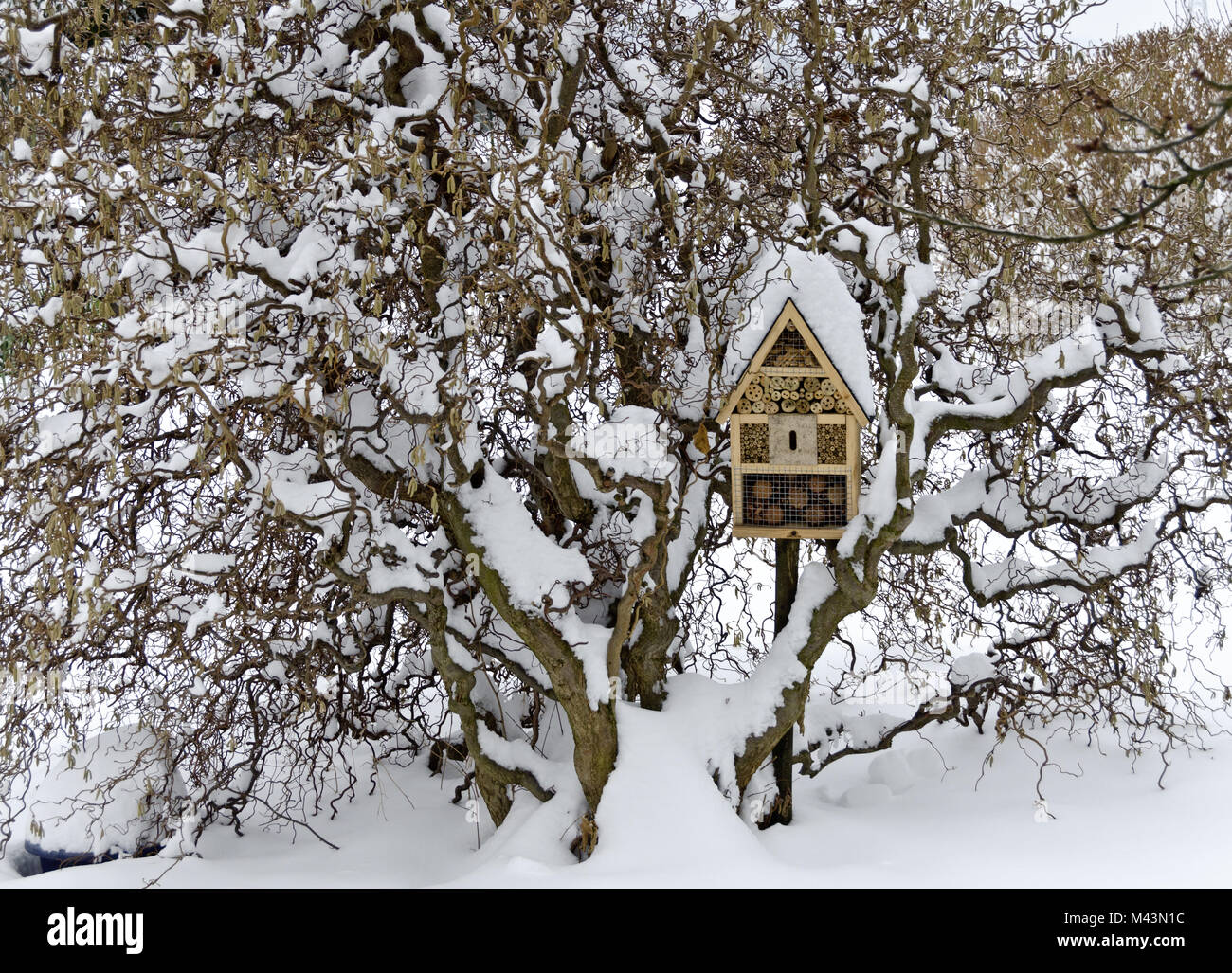 Snowcovered nocciola con bush house per insetti Foto Stock