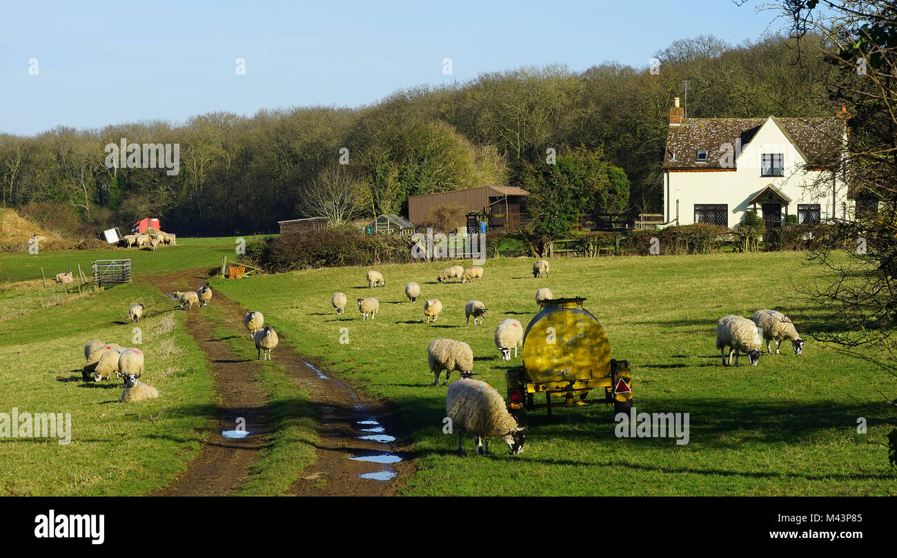Houghton Park Farm, Bedfordshire Foto Stock