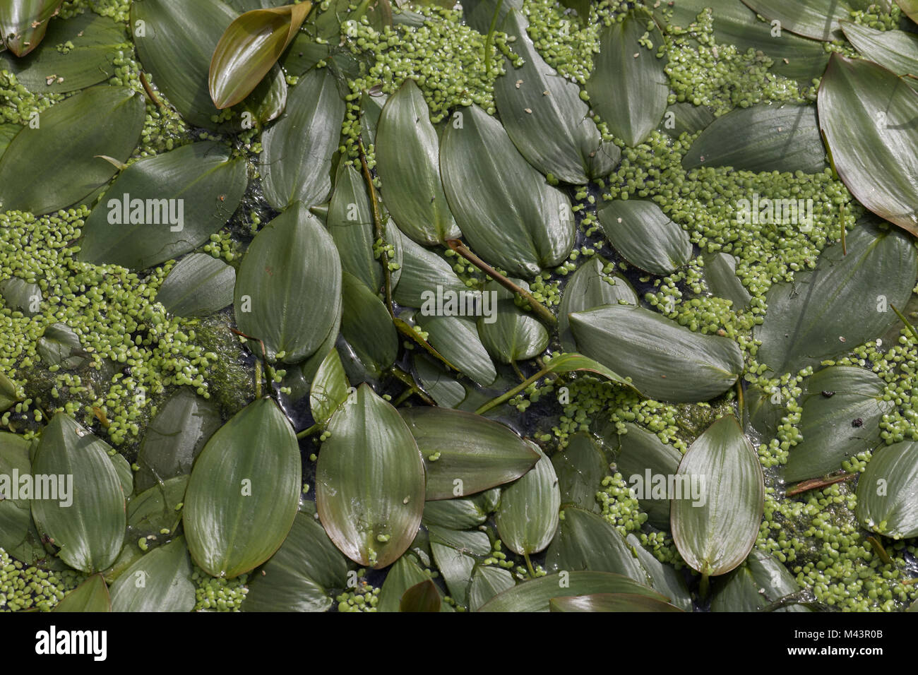 Potamogeton natans, lenticchia d'acqua, floating-leaf pondw. Foto Stock