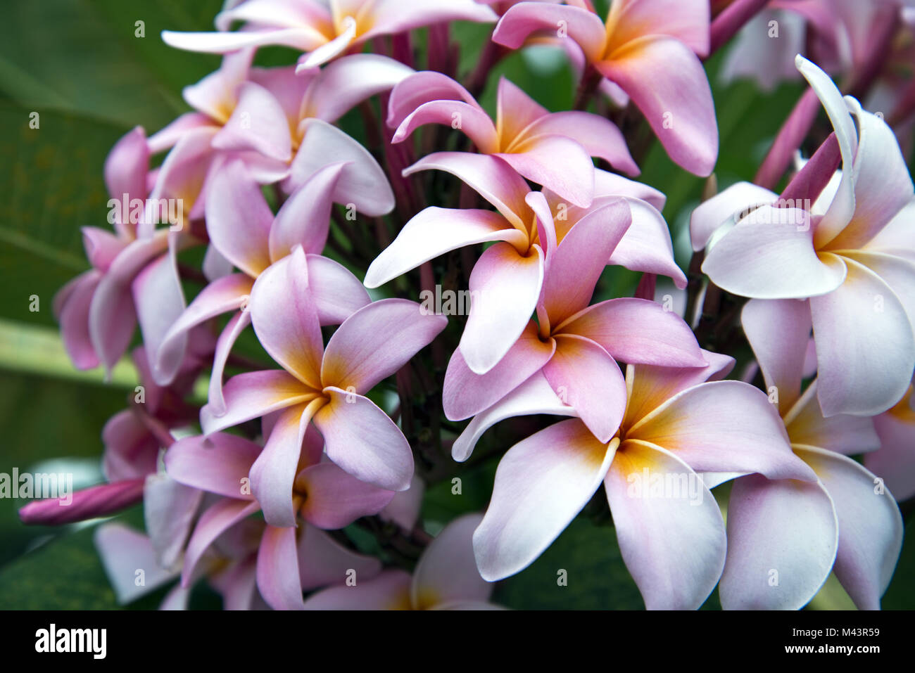 Il Frangipani (Plumeria sp.) Foto Stock