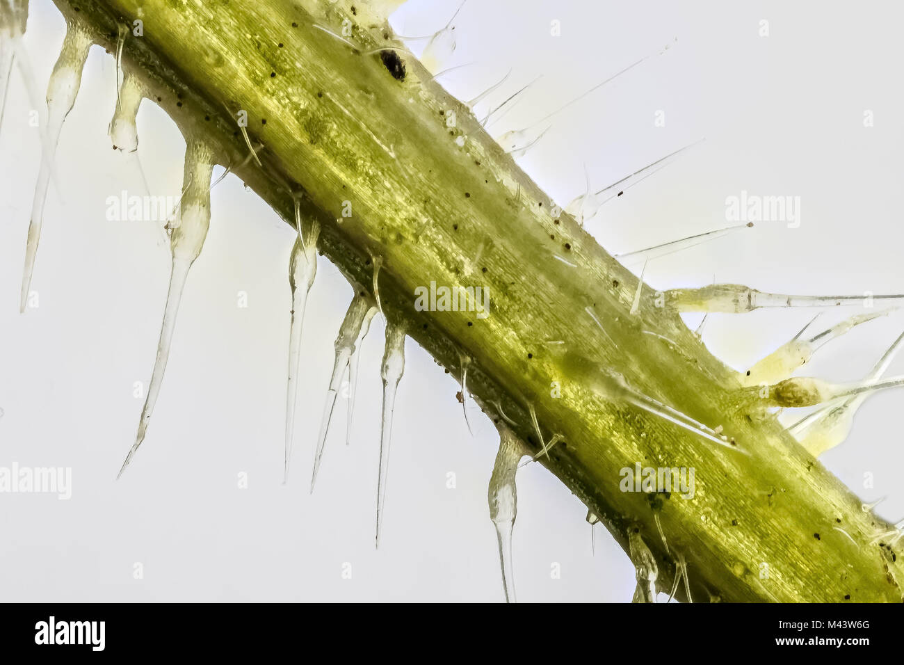 Extreme close up di ortica stelo(Urtica dioica) che mostra il pungiglione cellule o tricoma peli.tre ingrandimenti Foto Stock