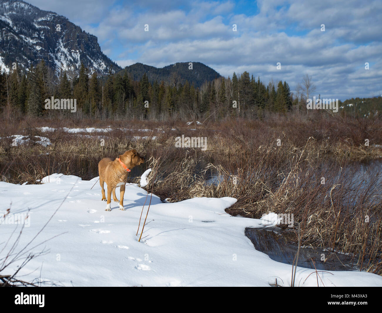 Un cane rosso in piedi sulla neve indurita, lungo le rive del fiume di Bull, nella contea di Sanders, Montana. Cattiva Medicina Montagna in background. Foto Stock
