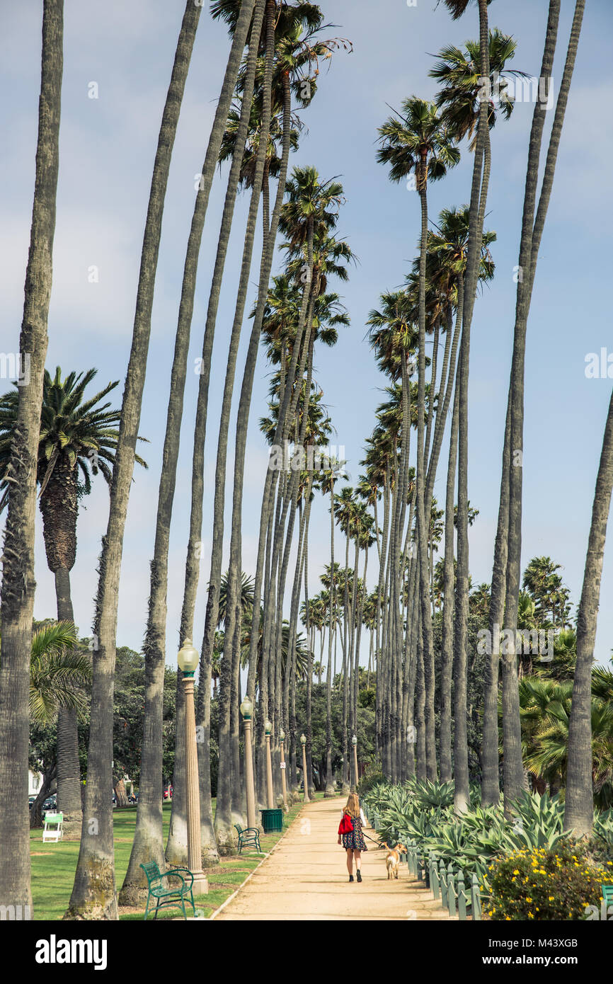 Le palme in Palisades Park, Santa Monica California Foto Stock
