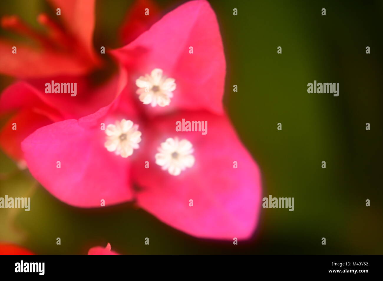 Fiori di colore rosso morbido per il giorno di san valentino Foto Stock