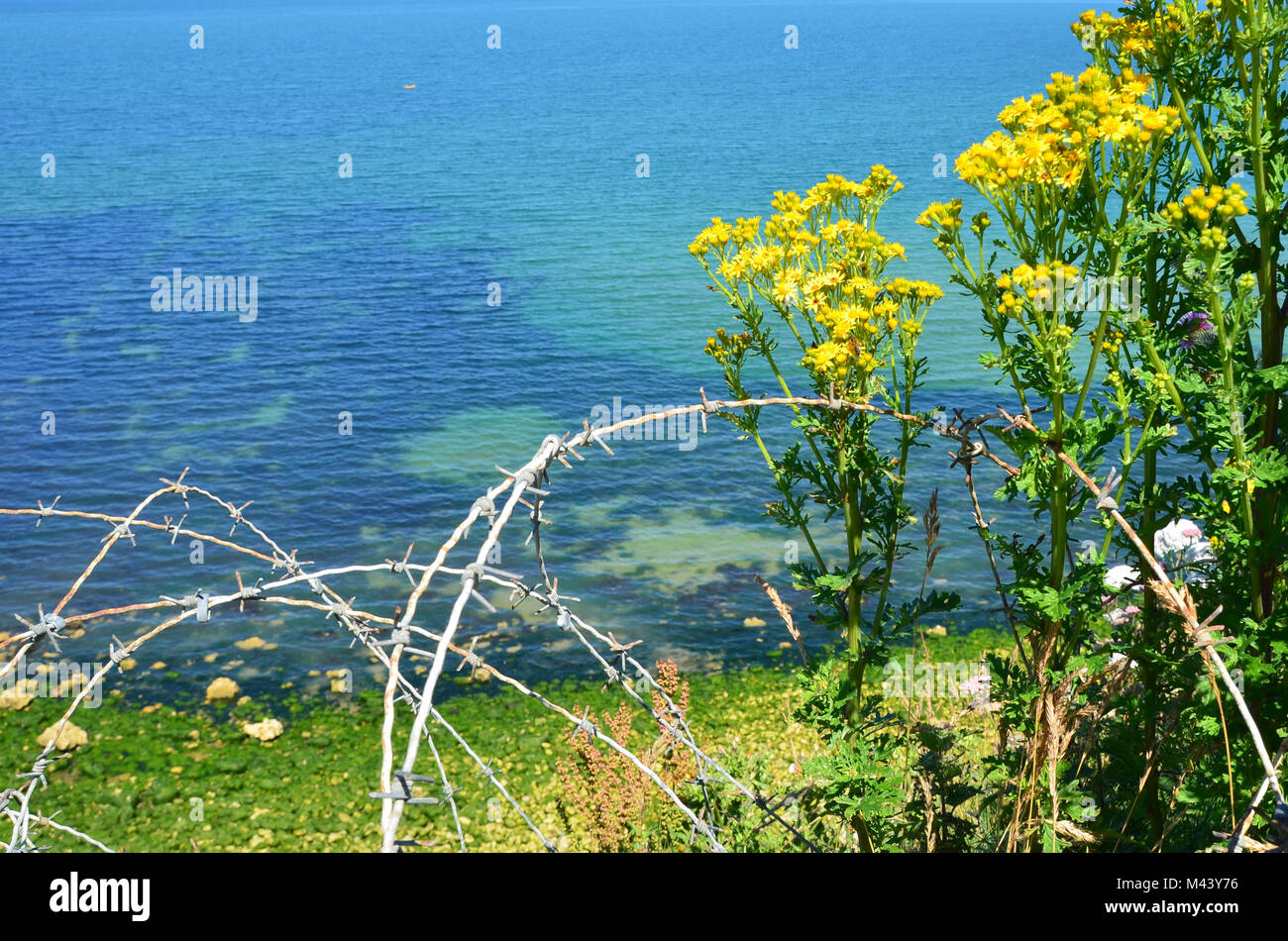 Guardando da cliff tops attraverso barded filo e fiori di colore giallo per D-Day sito di sbarco in Normandia, Francia. Sito di orrore e la guerra ora un posto pacifico. Foto Stock