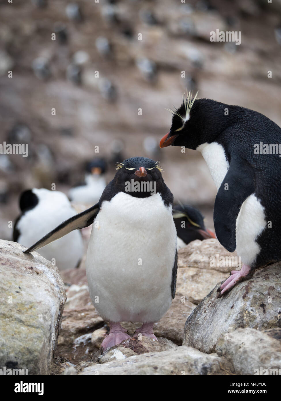 Un pinguino saltaroccia salendo su rocce passato un permanente di pinguino saltaroccia con rosa piedi palmati. Foto Stock