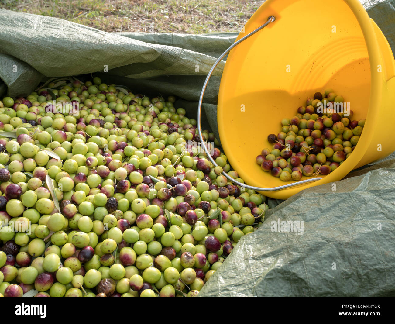 Olive raccolte a terra sull'Olive Tree plantation con benna giallo Foto Stock