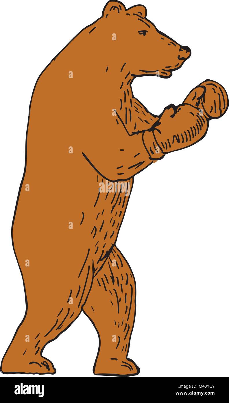 Disegno stile sketch illustrazione di un orso bruno Ursus arctos, grizzly boxer indossando i guanti in atteggiamento di inscatolamento visto dal lato. Illustrazione Vettoriale