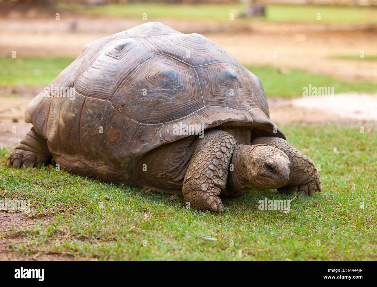 Grande tartaruga delle Seychelles in La Vanille Reserve park. Maurizio Foto Stock