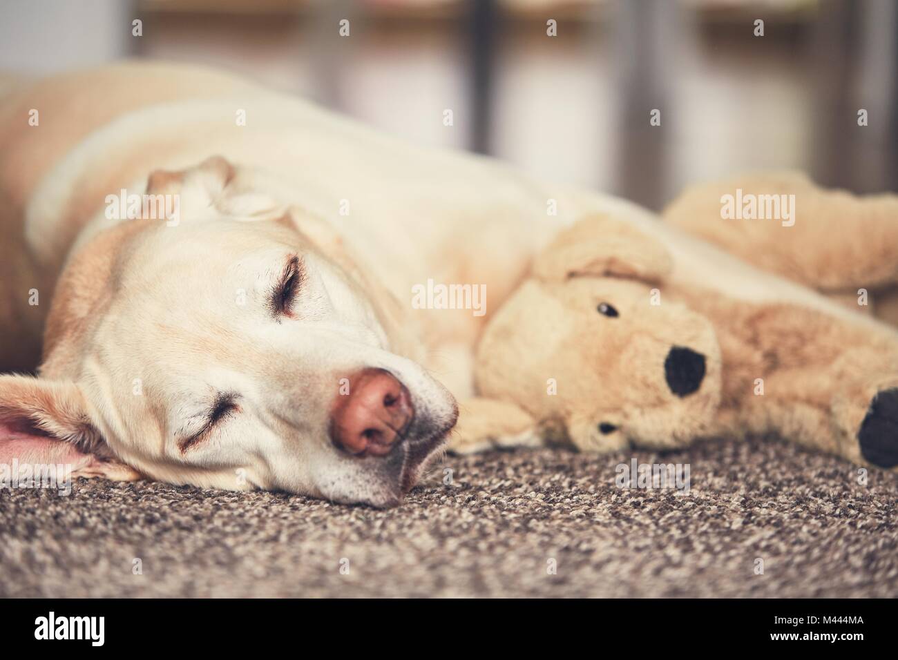 Accogliente pomeriggio a casa. Cane in appoggio sul tappeto. Giallo labrador retriever sdraiato con il suo giocattolo di peluche. Foto Stock