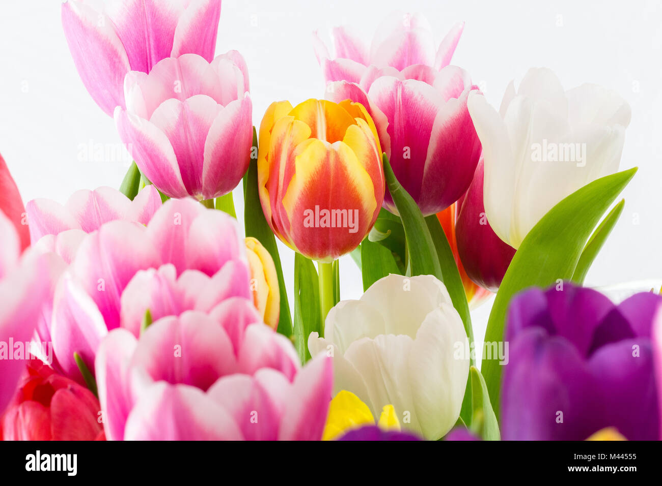 I tulipani. Fiori di Primavera Foto Stock
