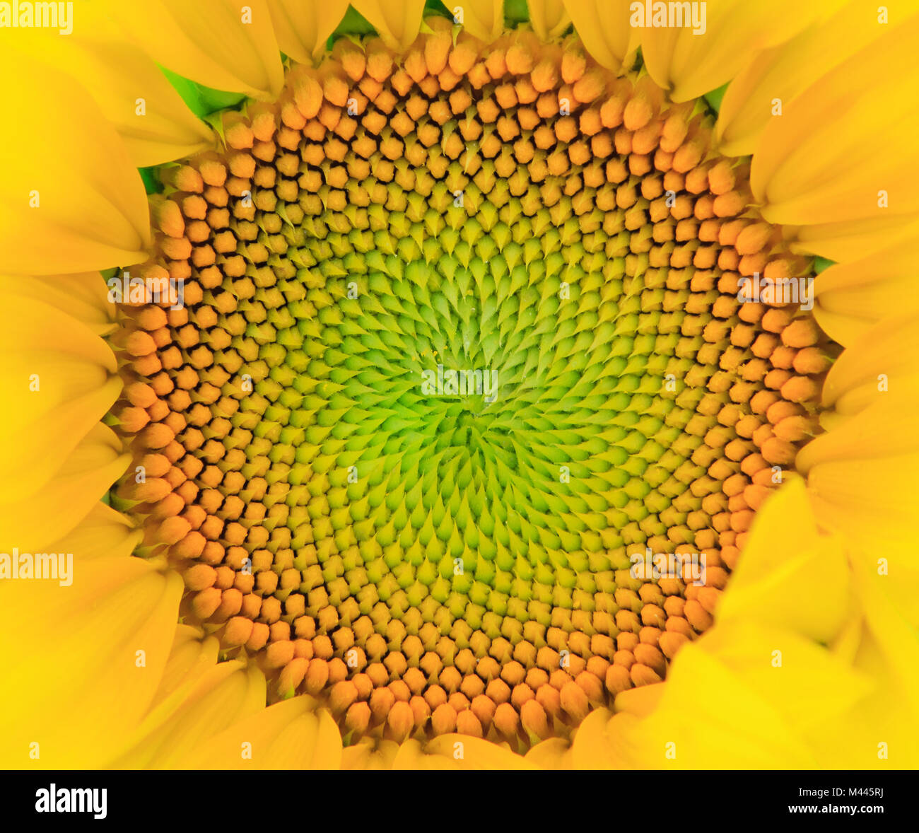 Girasole close up Foto Stock