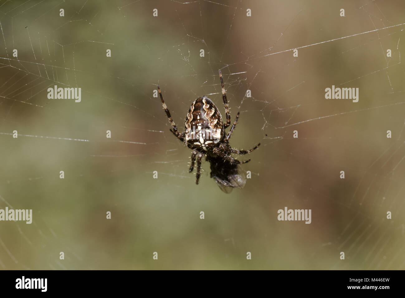 Araneus diadematus, giardino europeo spider, diadema Foto Stock