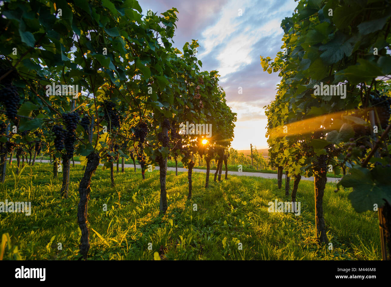 Riflesso solare,vigneto con uve rosse,Kaiserstuhl,Baden-Württemberg, Germania Foto Stock