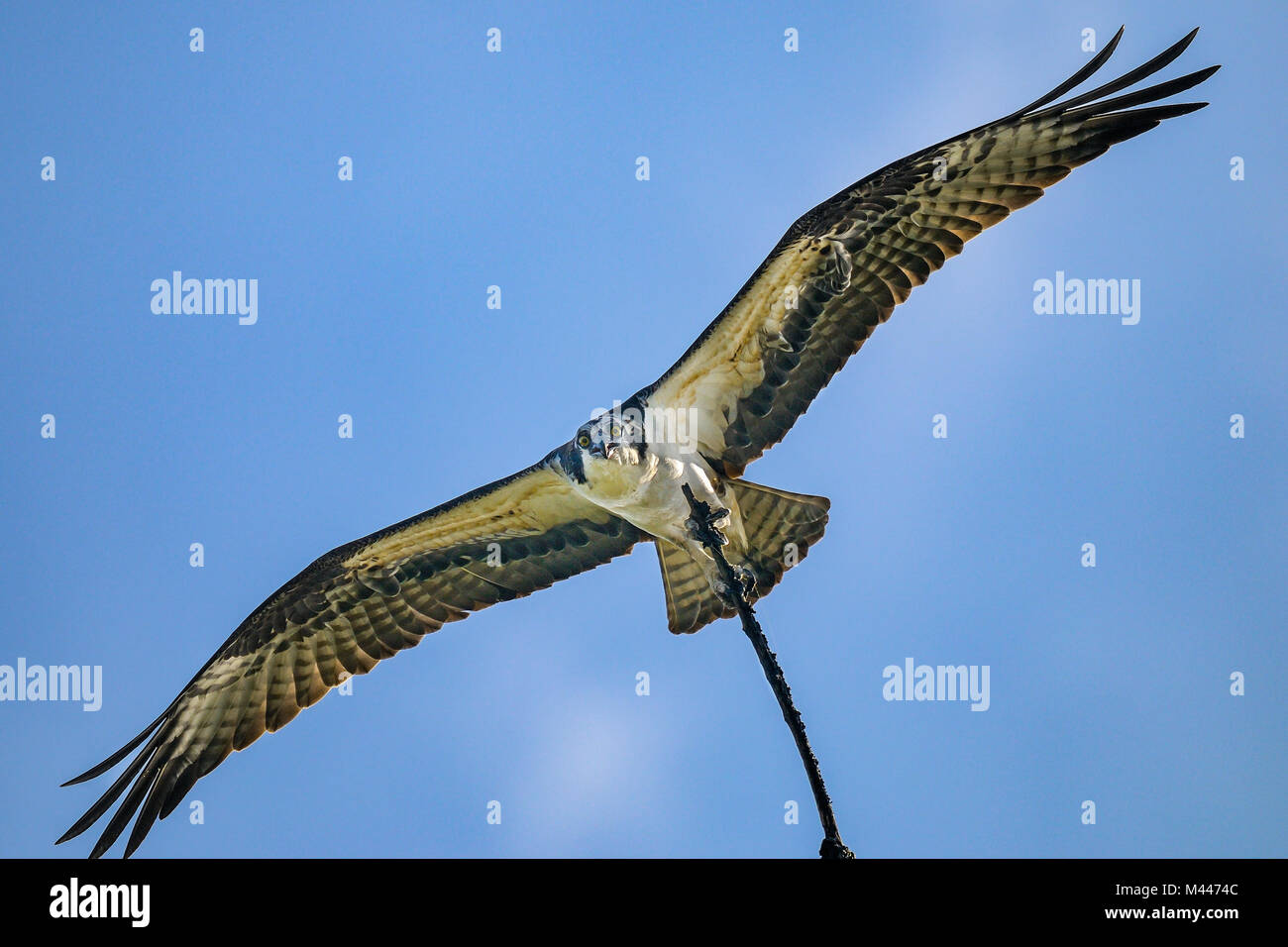 "Si tratta di un grosso pezzo del puzzle". Foto Stock