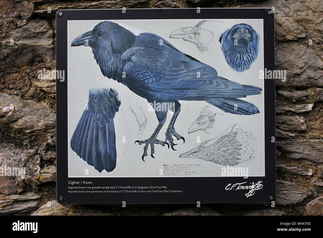Immagine che mostra la placca di Raven da Carlo Federico Tunnicliffe Foto Stock