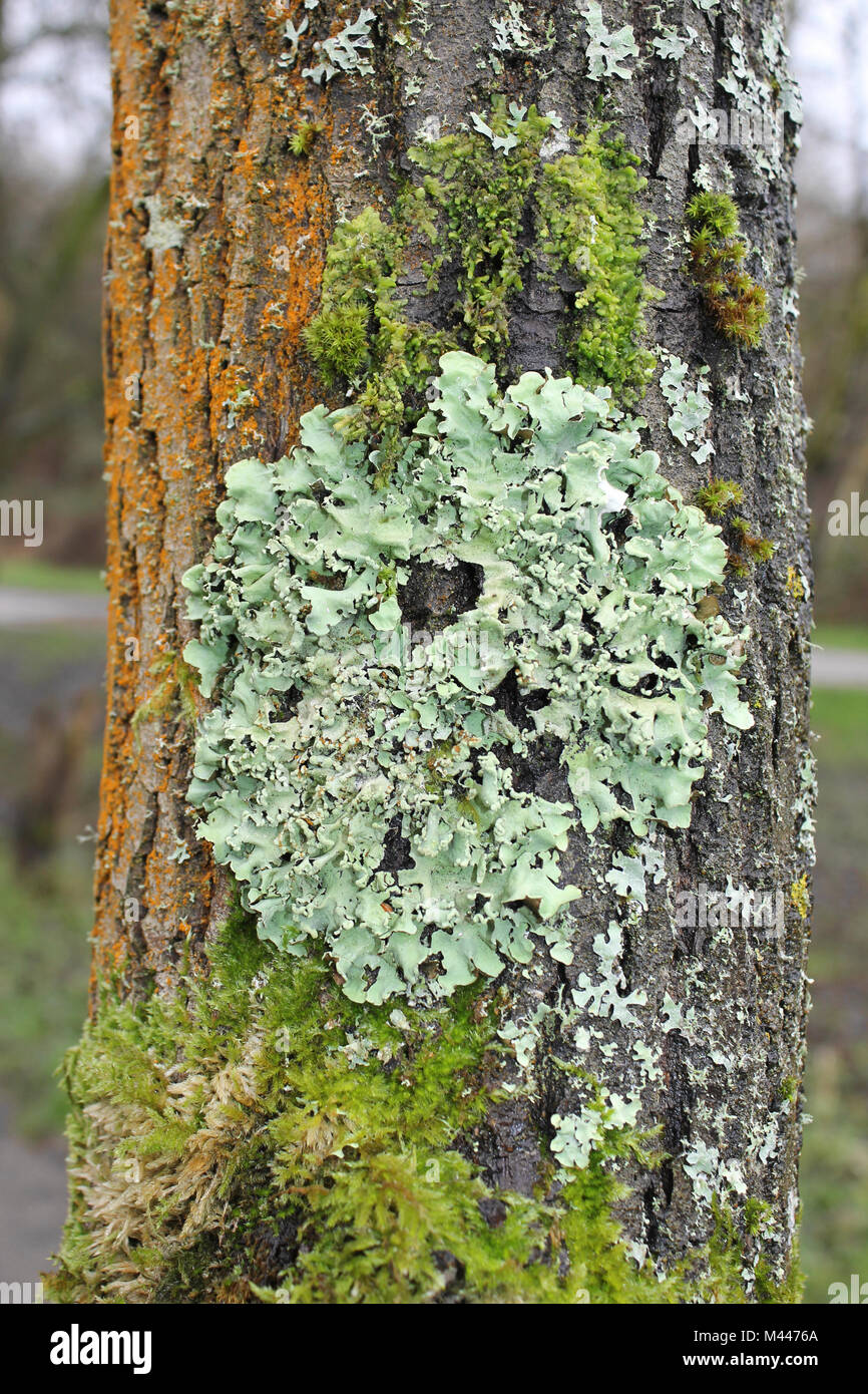Licheni, muschi e alghe sul tronco di albero Foto Stock