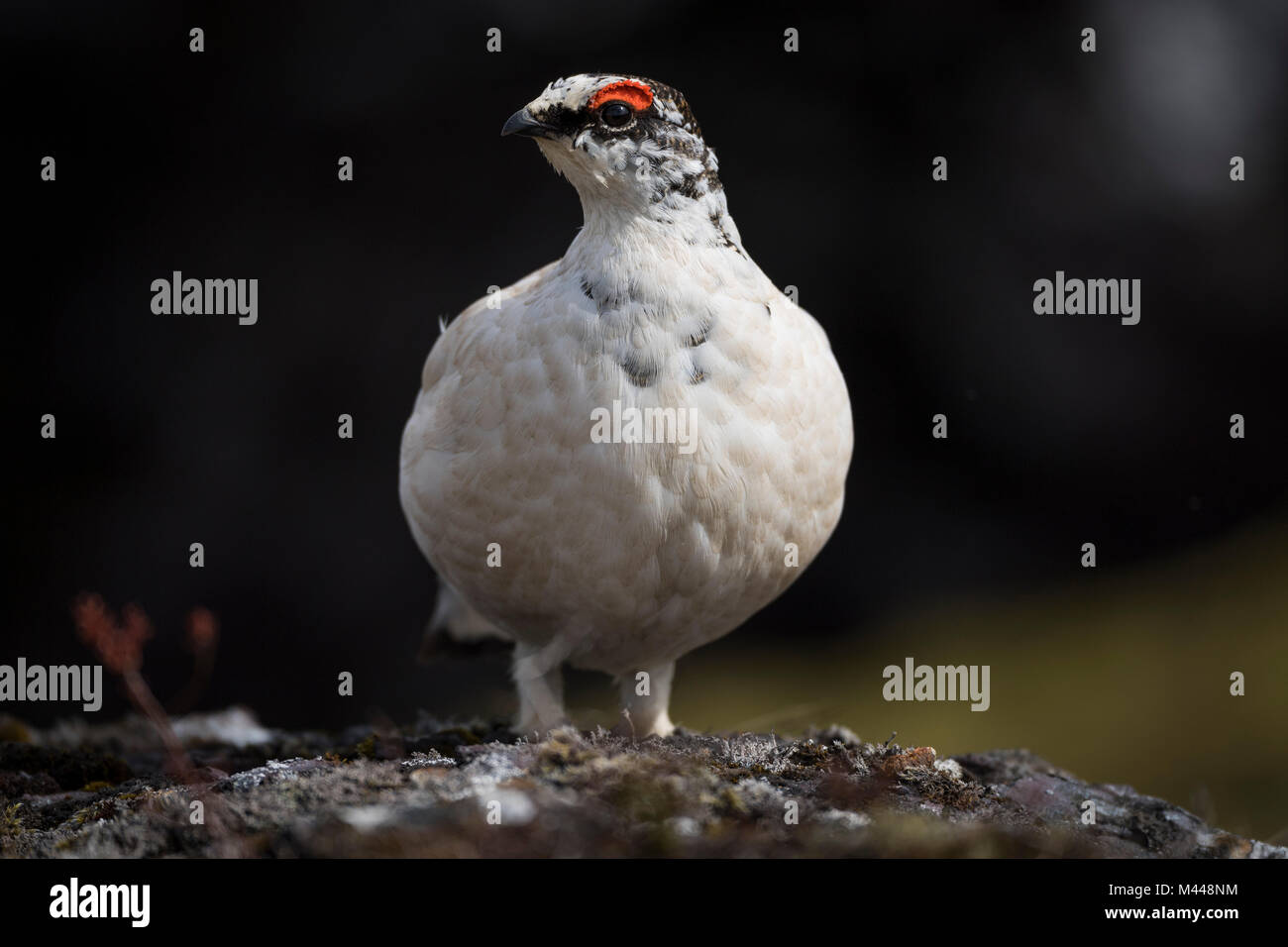 Pernice bianca (Lagopus muta),maschio su terreno pietroso,Hellisheiði plateau,Islanda Foto Stock