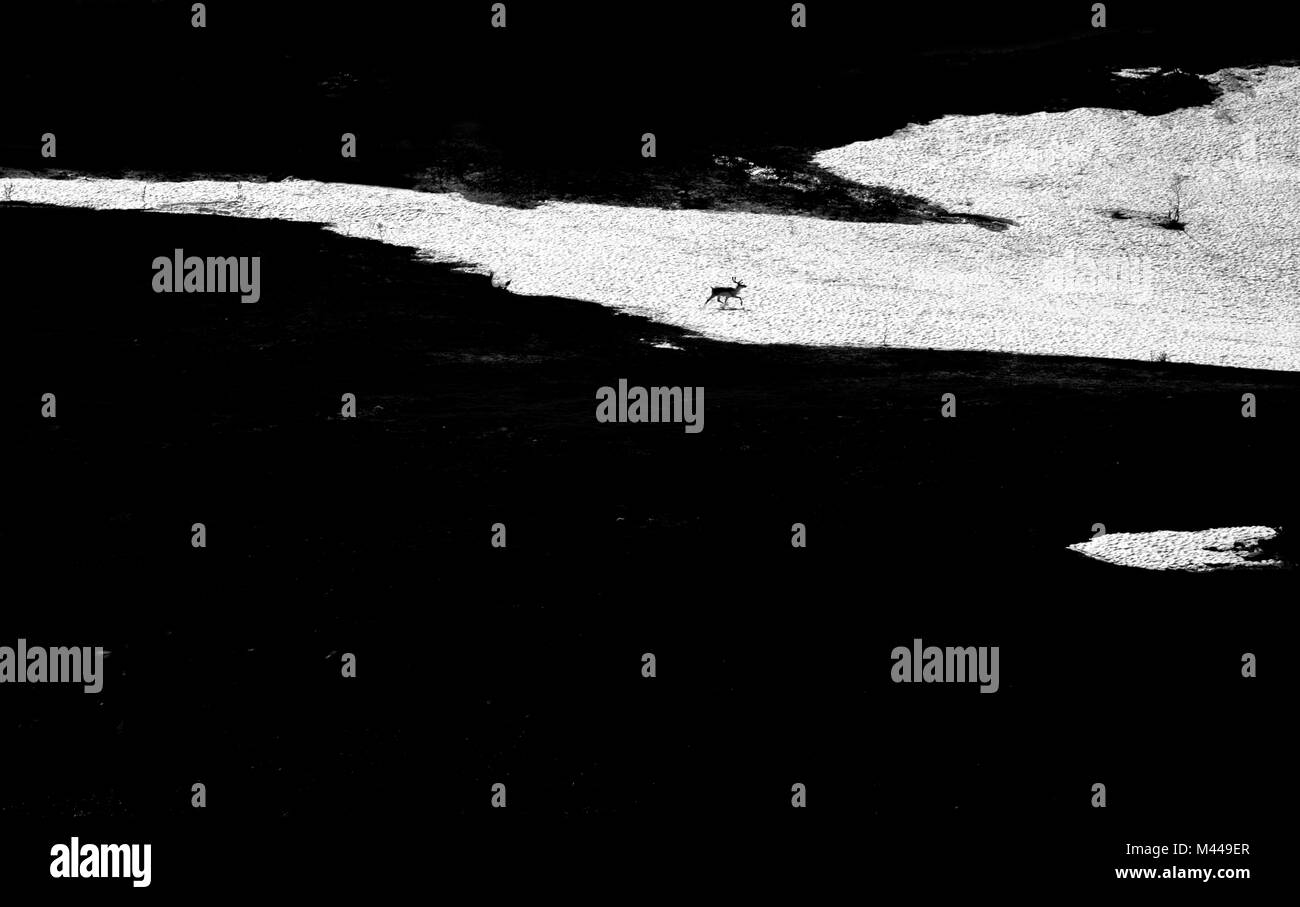 Deer in esecuzione su piatto paesaggio, Ural, Sverdlovsk, Russia Foto Stock