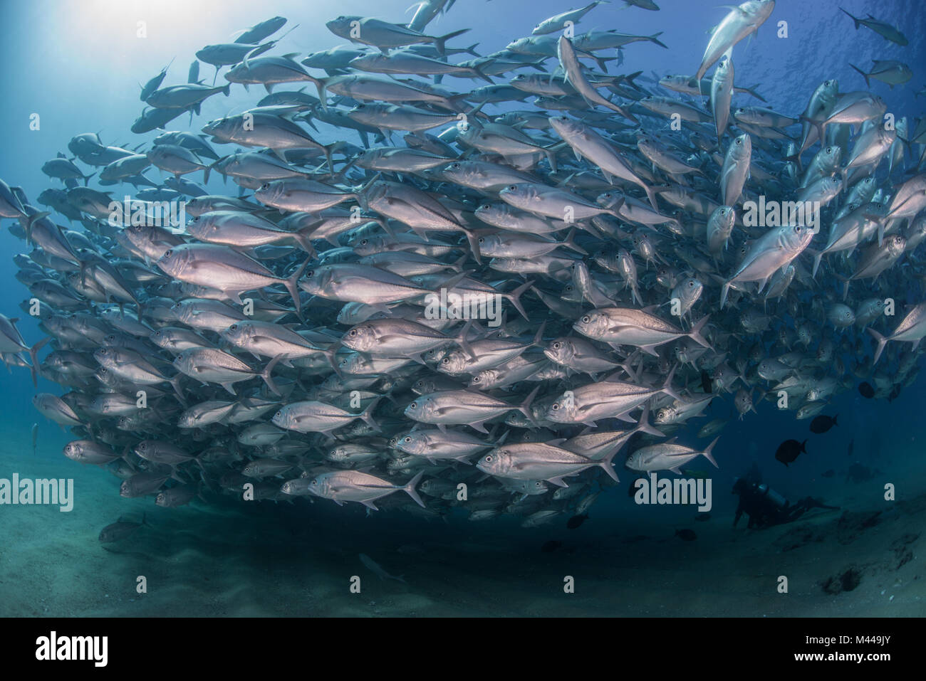 Nuoto subacqueo con la scuola di pesce jack, vista subacquea, Cabo San Lucas, Baja California Sur, Messico, America del Nord Foto Stock