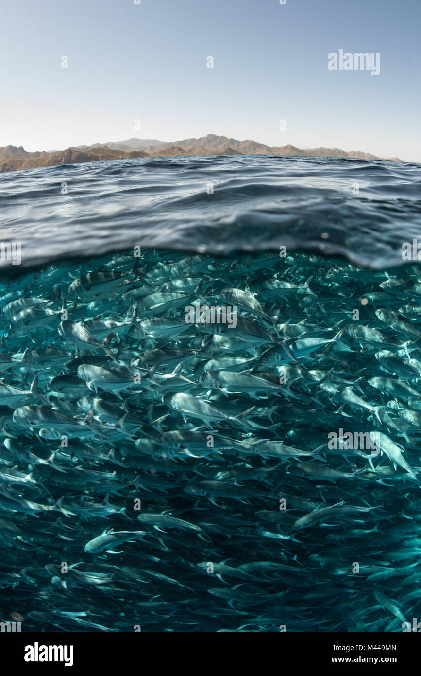 Scuola di jack pesci che nuotano vicino alla superficie dell'acqua, Cabo San Lucas, Baja California Sur, Messico, America del Nord Foto Stock